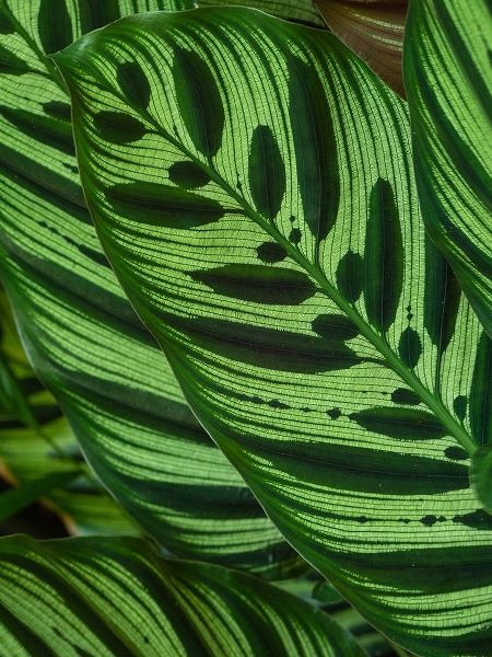 Fiji-Vanua Levu Back-lit green leaves showing veins